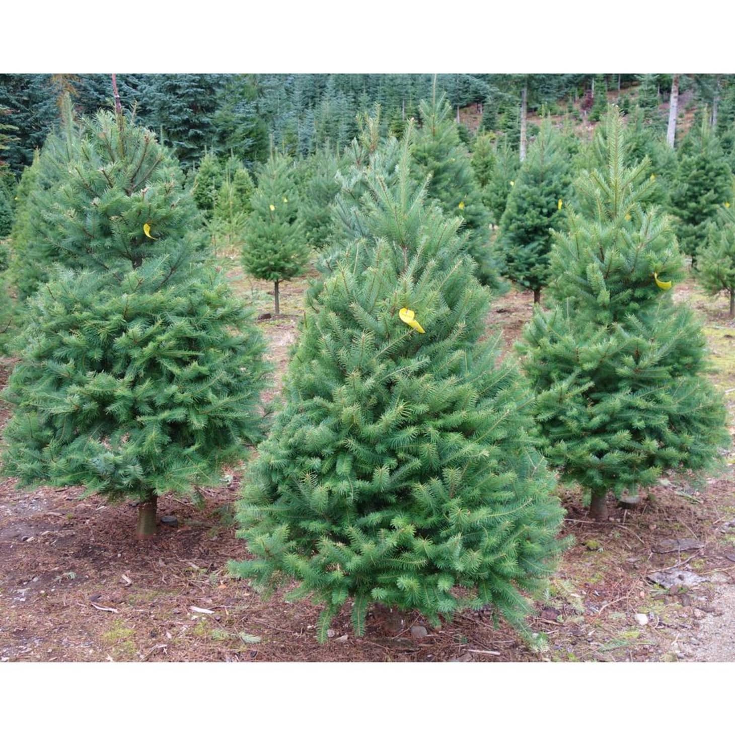 4 Places to Buy Live Christmas Trees Online Walmart, Home Depot